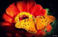 /album/fotogaleria/mariposa-jpg/