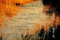/album/fotogaleria/varea-jpg/