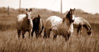 /album/fotogaleria/a457-jpg/