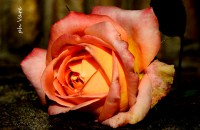/album/fotogaleria/a463-jpg/
