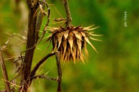 /album/fotogaleria/a484-jpg/