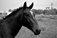 /album/fotogaleria/a115-jpg/