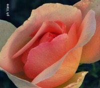 /album/fotogaleria/a126-jpg/