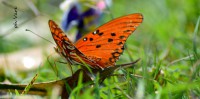 /album/fotogaleria/a132-jpg/