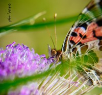 /album/fotogaleria/a2065-jpg/