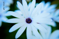 /album/fotogaleria/a2034-jpg/