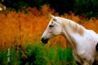 /album/fotogaleria/a1780-jpg/