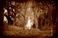 /album/fotogaleria/a1781-jpg/