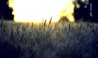 /album/fotogaleria/a1799-jpg/