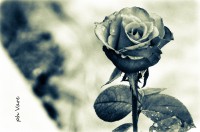 /album/fotogaleria/a2155-jpg/