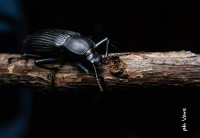 /album/fotogaleria/dsc-0081-jpg/